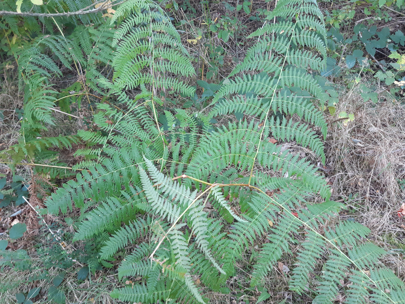 La fougère le 01 12 2023 Les plantes vagabondes, émission radio G Le Planty Ecuillé  La fougère le 01 12 2023