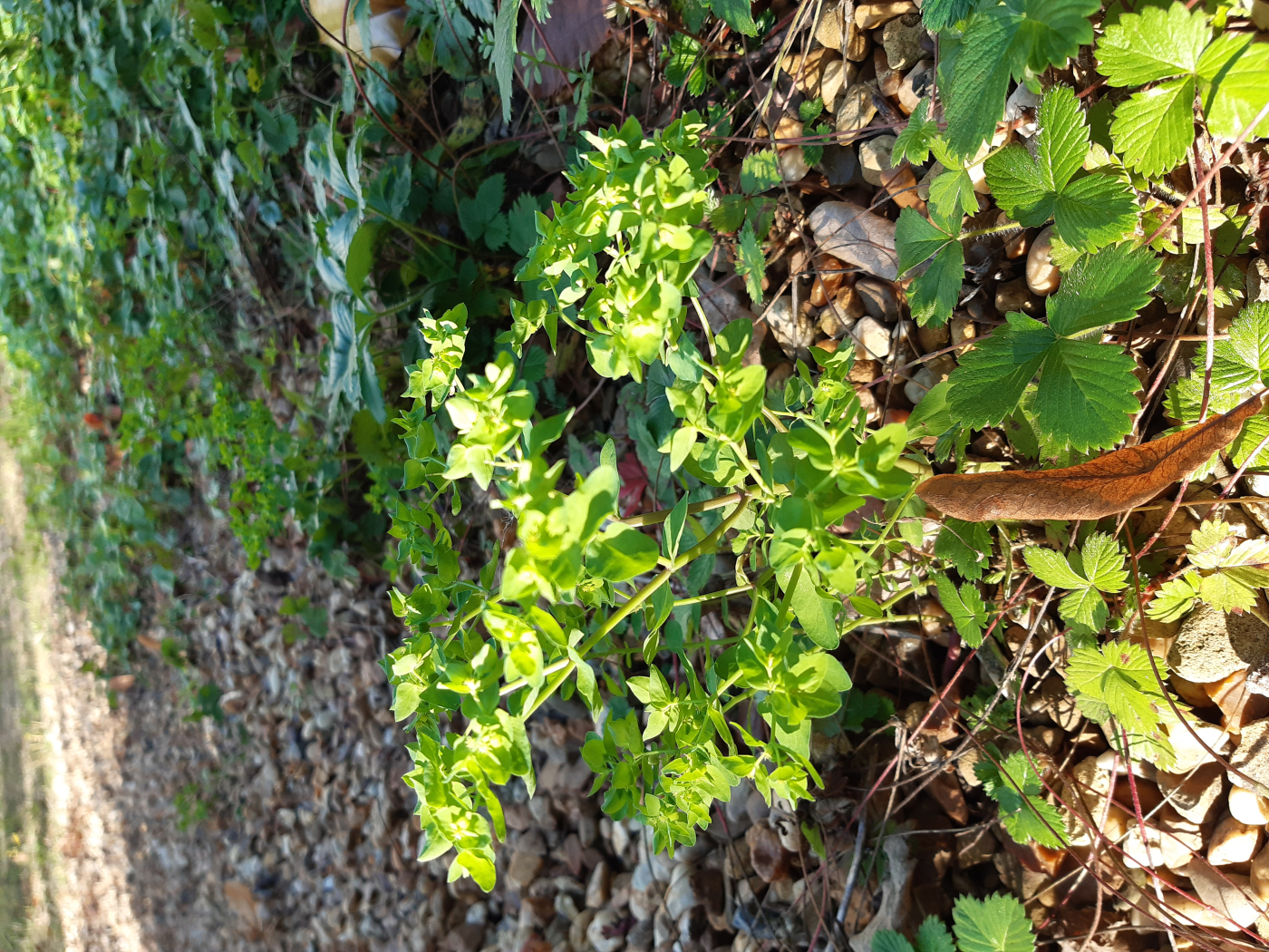 L'euphorbe le 17 10 2025 Les plantes vagabondes, émission radio G Le Planty Ecuillé L'euphorbe le 17 10 2025