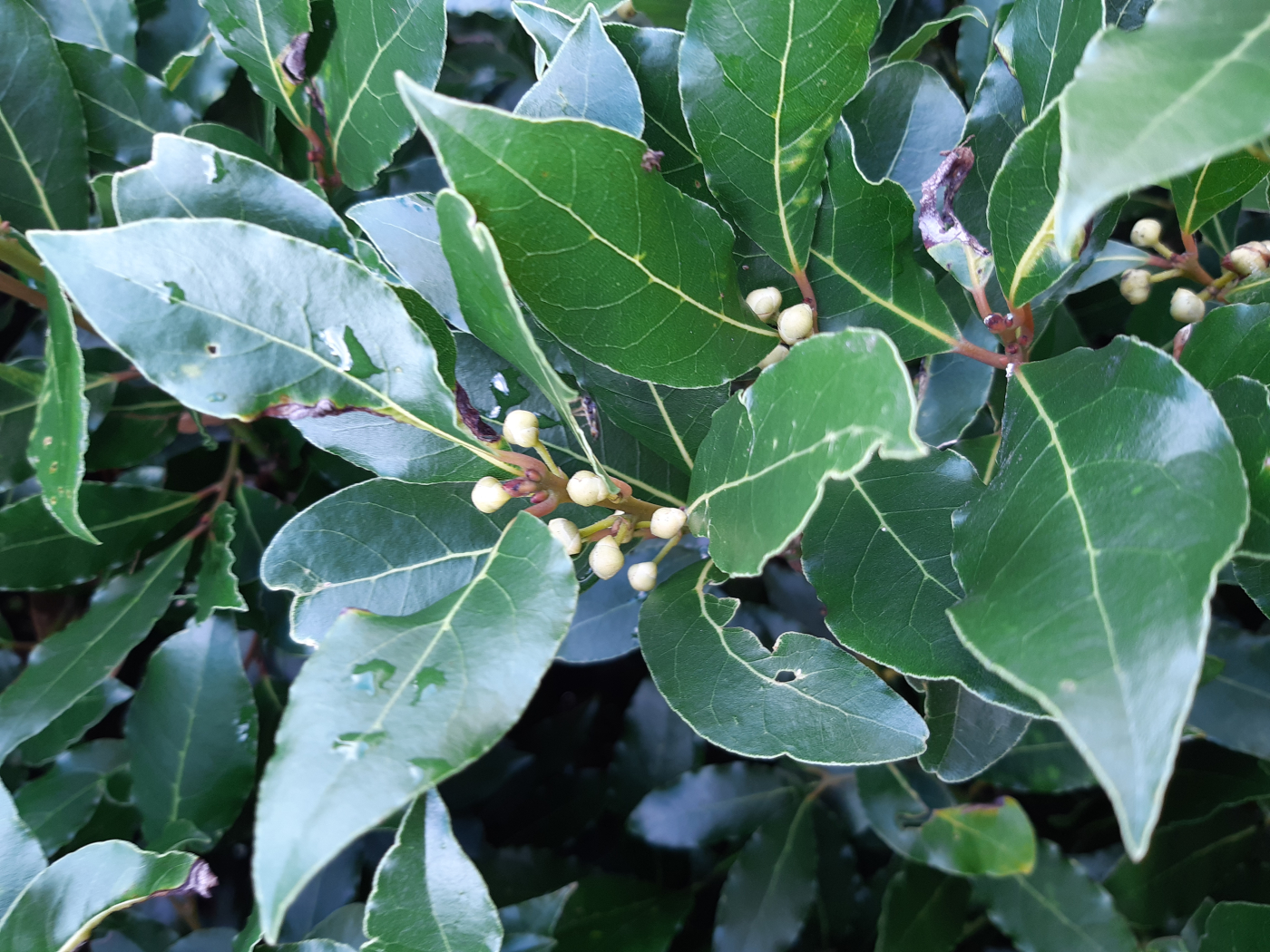 Le laurier le 23 01 2026 Les plantes vagabondes, émission radio G Le Planty Ecuillé Le laurier le 23 01 2026