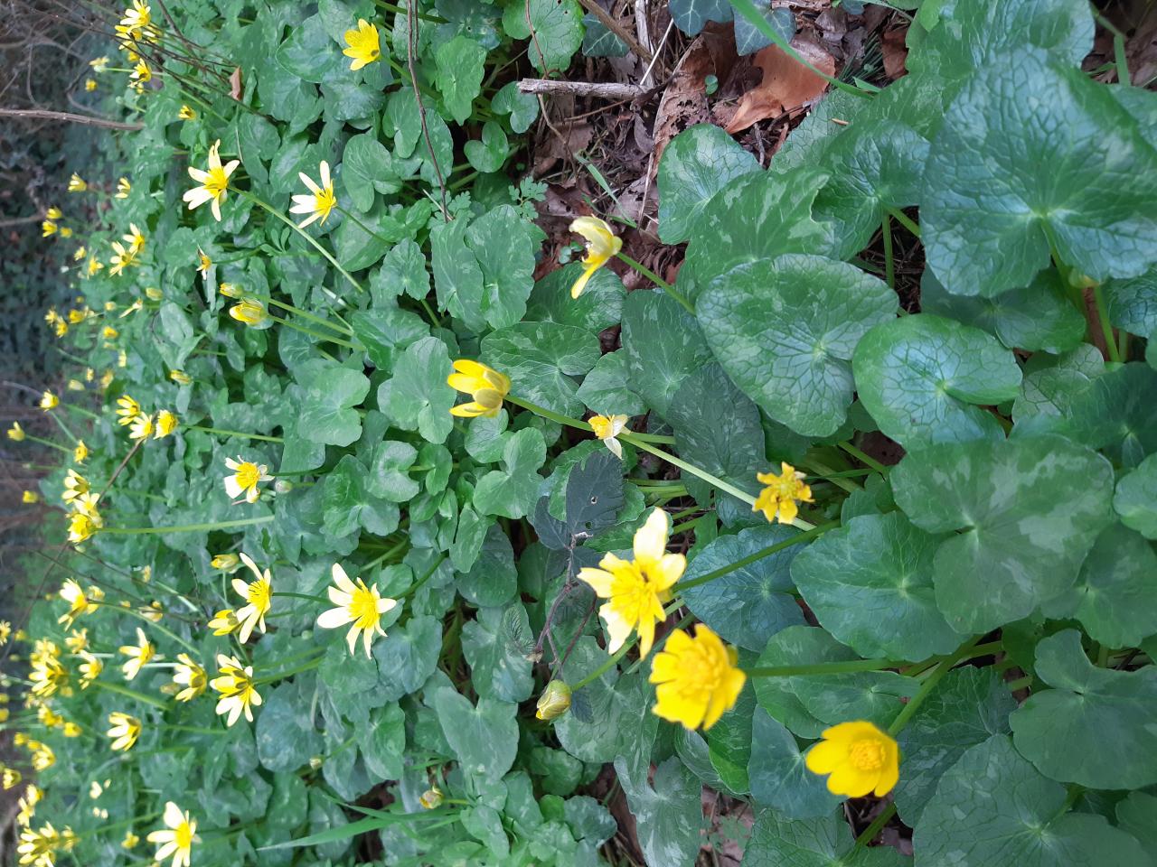 la ficaire le 20 03 2026 Les plantes vagabondes, émission radio G Le Planty Ecuillé la ficaire le 20 03 2026