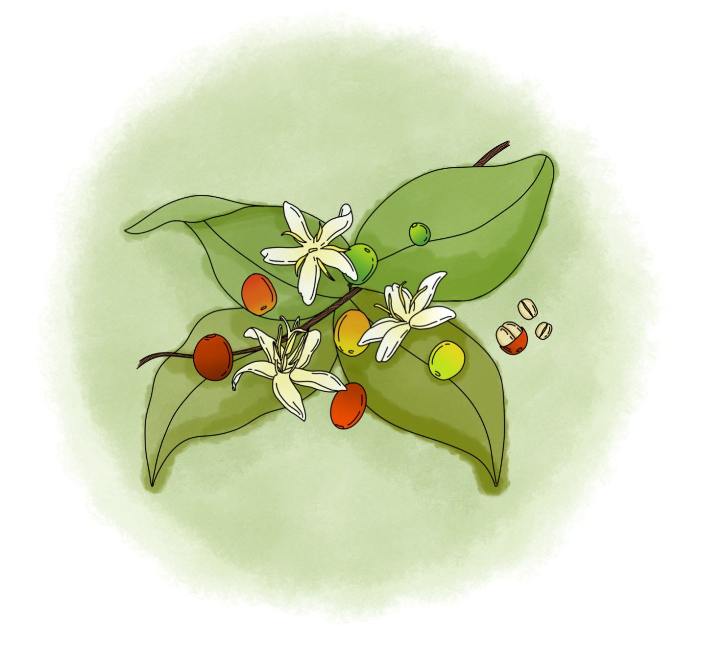 Conditions de culture des caféiers