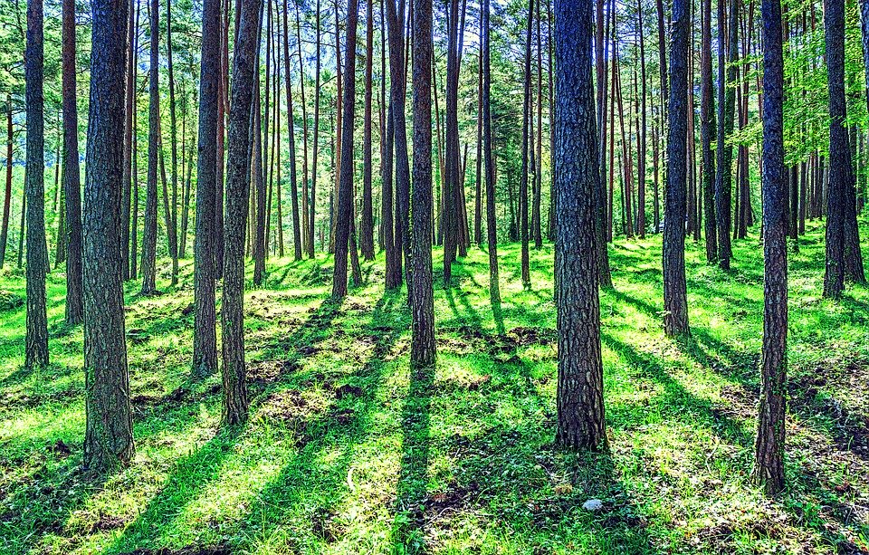 Dans la forêt - Emission du 29 09 2019 éclats de livre, l&#039;émission dédiée à la littérature jeunesse Dans la forêt - Emission du 29 09 2019