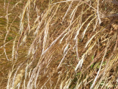 Les plantes vagabondes, émission radio G Le Planty Ecuillé Les graminées le 12 12 2025