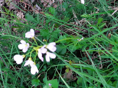 Les plantes vagabondes, émission radio G Le Planty Ecuillé la cardamine des prés Le 20 02 2026